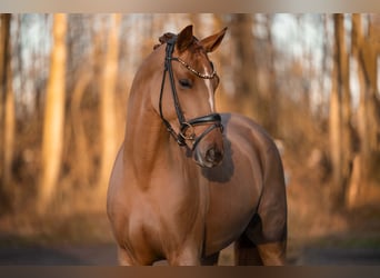 Duits sportpaard, Merrie, 4 Jaar, 168 cm, Vos