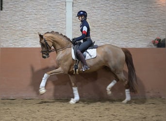 Duits sportpaard, Merrie, 4 Jaar, 168 cm, Vos