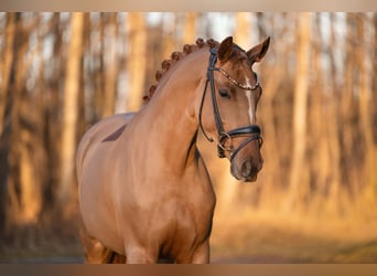 Duits sportpaard, Merrie, 4 Jaar, 168 cm, Vos