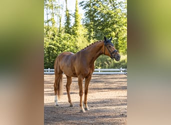 Duits sportpaard, Merrie, 4 Jaar, 168 cm, Vos