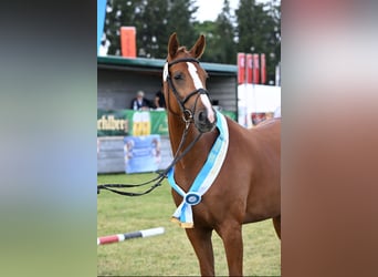 Duits sportpaard, Merrie, 4 Jaar, 168 cm, Vos
