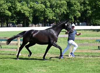 Duits sportpaard, Merrie, 4 Jaar, 168 cm, Zwart