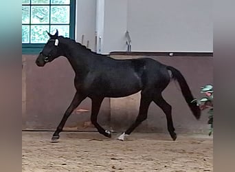 Duits sportpaard, Merrie, 4 Jaar, 168 cm, Zwart