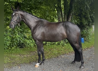 Duits sportpaard, Merrie, 4 Jaar, 168 cm, Zwart