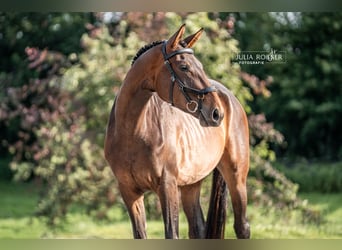 Duits sportpaard, Merrie, 4 Jaar, 169 cm, Bruin