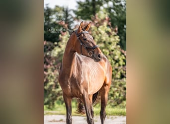 Duits sportpaard, Merrie, 4 Jaar, 169 cm, Bruin