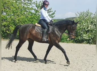 Duits sportpaard, Merrie, 4 Jaar, 169 cm, Donkerbruin
