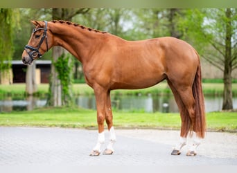 Duits sportpaard, Merrie, 4 Jaar, 169 cm, Donkere-vos