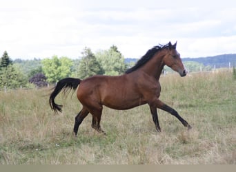 Duits sportpaard, Merrie, 4 Jaar, 170 cm, Brauner