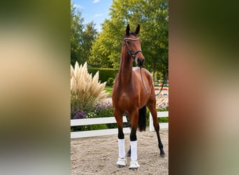 Duits sportpaard, Merrie, 4 Jaar, 170 cm, Bruin