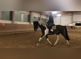 Duits sportpaard, Merrie, 4 Jaar, 170 cm, Gevlekt-paard