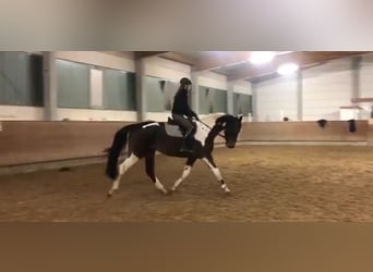 Duits sportpaard, Merrie, 4 Jaar, 170 cm, Gevlekt-paard