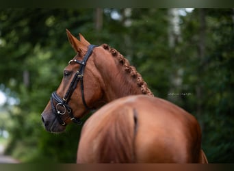 Duits sportpaard, Merrie, 4 Jaar, 170 cm, Vos