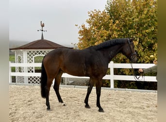 Duits sportpaard, Merrie, 4 Jaar, 170 cm, Zwartbruin