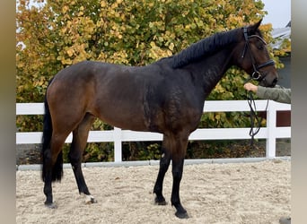 Duits sportpaard, Merrie, 4 Jaar, 170 cm, Zwartbruin