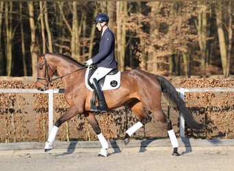 Duits sportpaard, Merrie, 4 Jaar, 171 cm, Bruin
