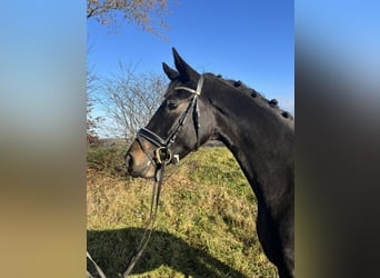 Duits sportpaard, Merrie, 4 Jaar, 172 cm, Donkerbruin