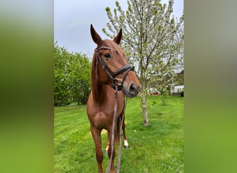 Duits sportpaard, Merrie, 4 Jaar, 172 cm, Vos