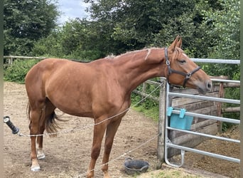 Duits sportpaard, Merrie, 4 Jaar, 172 cm, Vos
