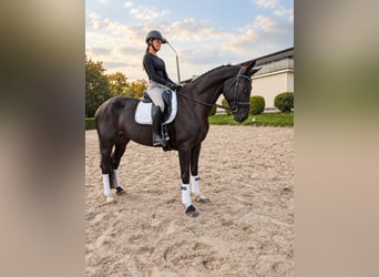 Duits sportpaard, Merrie, 4 Jaar, 172 cm, Zwartbruin