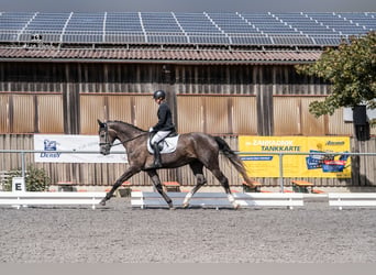 Duits sportpaard, Merrie, 4 Jaar, 173 cm, Schimmel