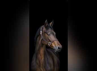 Duits sportpaard, Merrie, 4 Jaar, 173 cm