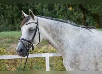 Duits sportpaard, Merrie, 4 Jaar, 175 cm, Appelschimmel