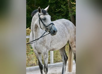 Duits sportpaard, Merrie, 4 Jaar, 175 cm, Appelschimmel