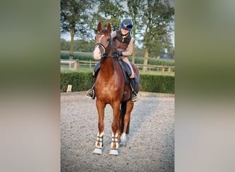 Duits sportpaard, Merrie, 4 Jaar, 175 cm, Donkere-vos