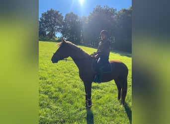 Duits sportpaard, Merrie, 4 Jaar, 175 cm, Vos
