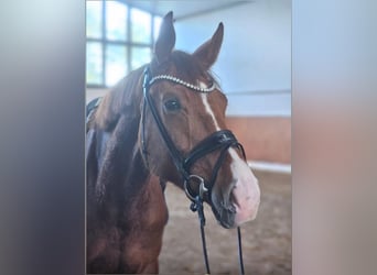 Duits sportpaard, Merrie, 4 Jaar, 175 cm, Vos