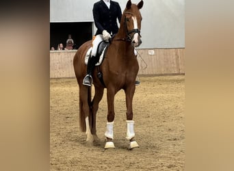 Duits sportpaard, Merrie, 4 Jaar, 175 cm, Vos