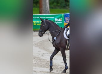 Duits sportpaard, Merrie, 4 Jaar, 175 cm, Zwart