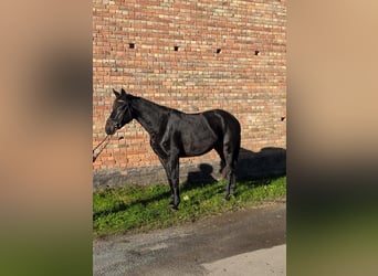 Duits sportpaard, Merrie, 4 Jaar, 175 cm, Zwart