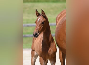 Duits sportpaard, Merrie, 4 Jaar, 176 cm, Bruin