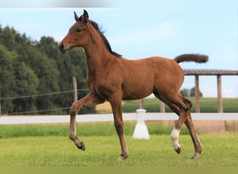 Duits sportpaard, Merrie, 4 Jaar, 176 cm, Bruin