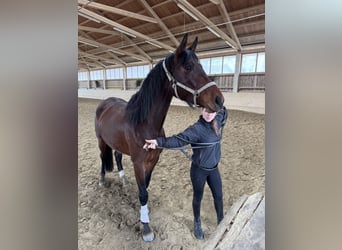 Duits sportpaard, Merrie, 4 Jaar, 176 cm, Bruin