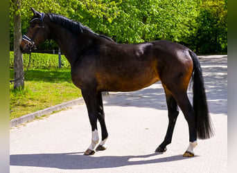 Duits sportpaard, Merrie, 4 Jaar, 177 cm, Brauner