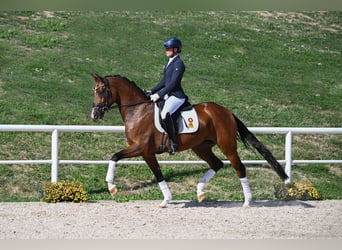 Duits sportpaard, Merrie, 4 Jaar, Bruin