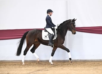 Duits sportpaard, Merrie, 4 Jaar, Bruin