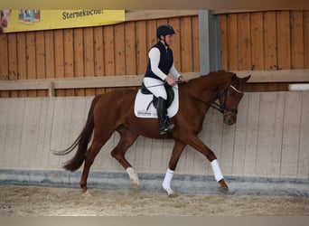 Duits sportpaard, Merrie, 4 Jaar, Vos