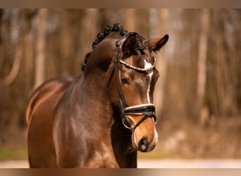 Duits sportpaard, Merrie, 5 Jaar, 161 cm, Donkerbruin