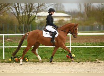 Duits sportpaard, Merrie, 5 Jaar, 161 cm, Vos