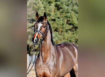 Duits sportpaard, Merrie, 5 Jaar, 162 cm, Bruin