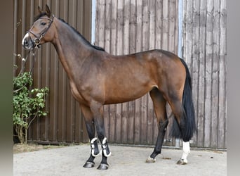 Duits sportpaard, Merrie, 5 Jaar, 162 cm, Bruin