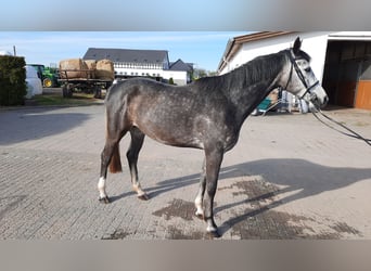 Duits sportpaard, Merrie, 5 Jaar, 162 cm, Schimmel
