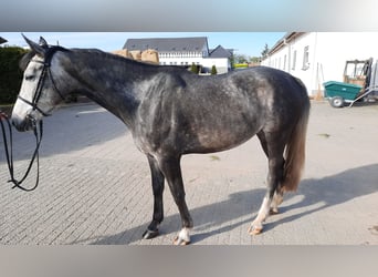 Duits sportpaard, Merrie, 5 Jaar, 162 cm, Schimmel