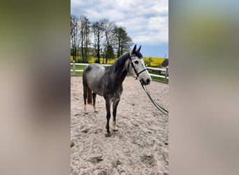 Duits sportpaard, Merrie, 5 Jaar, 162 cm, Schimmel