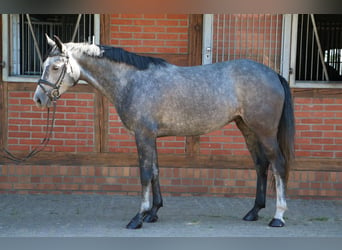 Duits sportpaard, Merrie, 5 Jaar, 163 cm, Appelschimmel