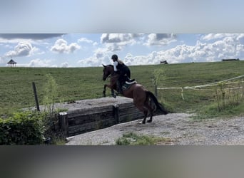 Duits sportpaard, Merrie, 5 Jaar, 163 cm, Bruin